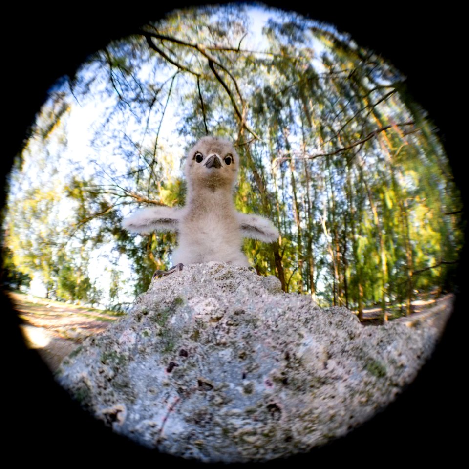 A precocious white tern (Gygis alba) chick