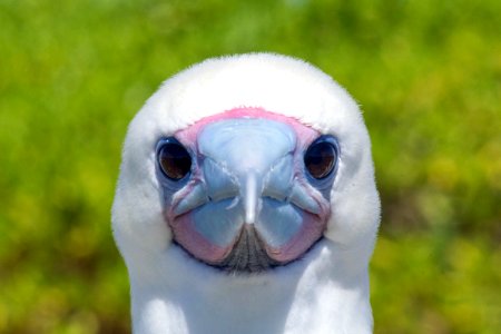 Close up of an adult red-footed booby (Sula sula)