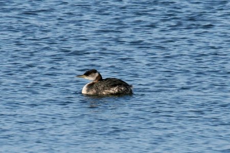 red-necked grebe photo