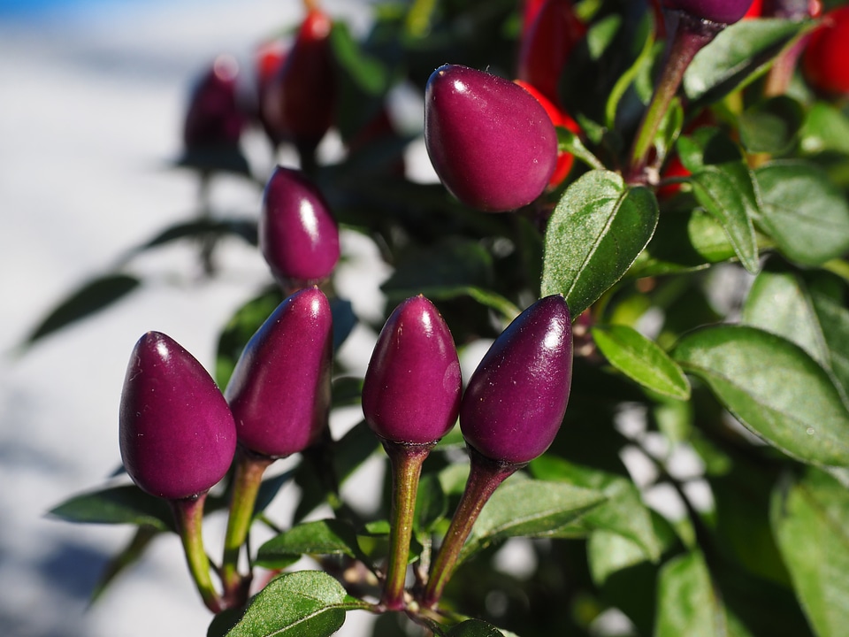 Violet red capsicum salsa