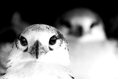 Two red-tailed tropicbird (Phaethon rubricauda) chicks photo