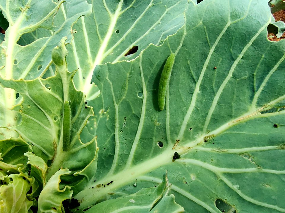 Diamondback moth larvae in cabbage.