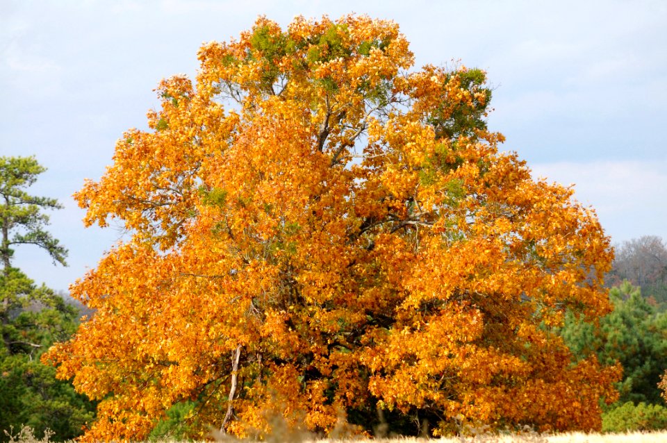 Quercus velutina with Phoradendron leucarpum - mostly mid to upper tree branches