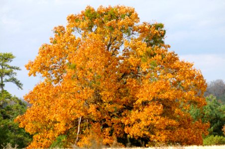 Quercus velutina with Phoradendron leucarpum - mostly mid to upper tree branches