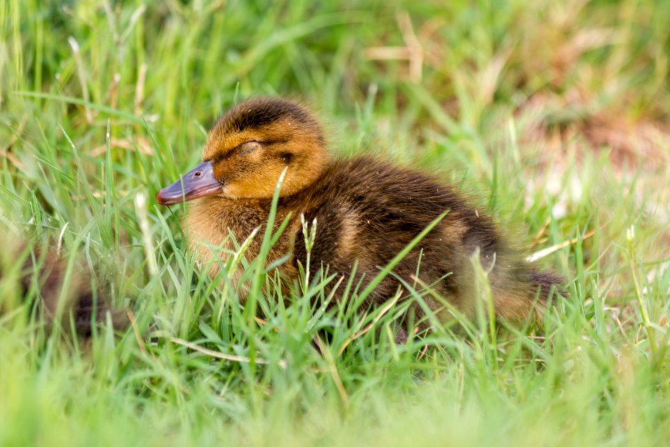 A sleepy Laysan duckling (Anas laysanensis)