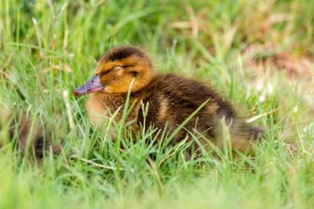 A sleepy Laysan duckling (Anas laysanensis)