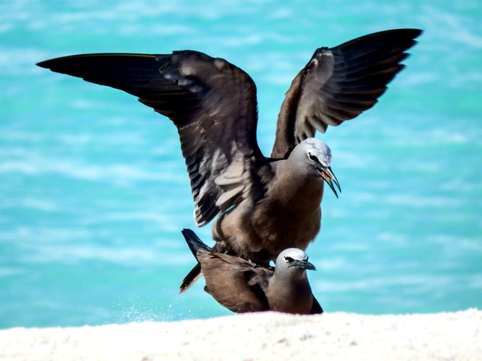 A pair of brown noddies (Anous stolidus) mate on the beach