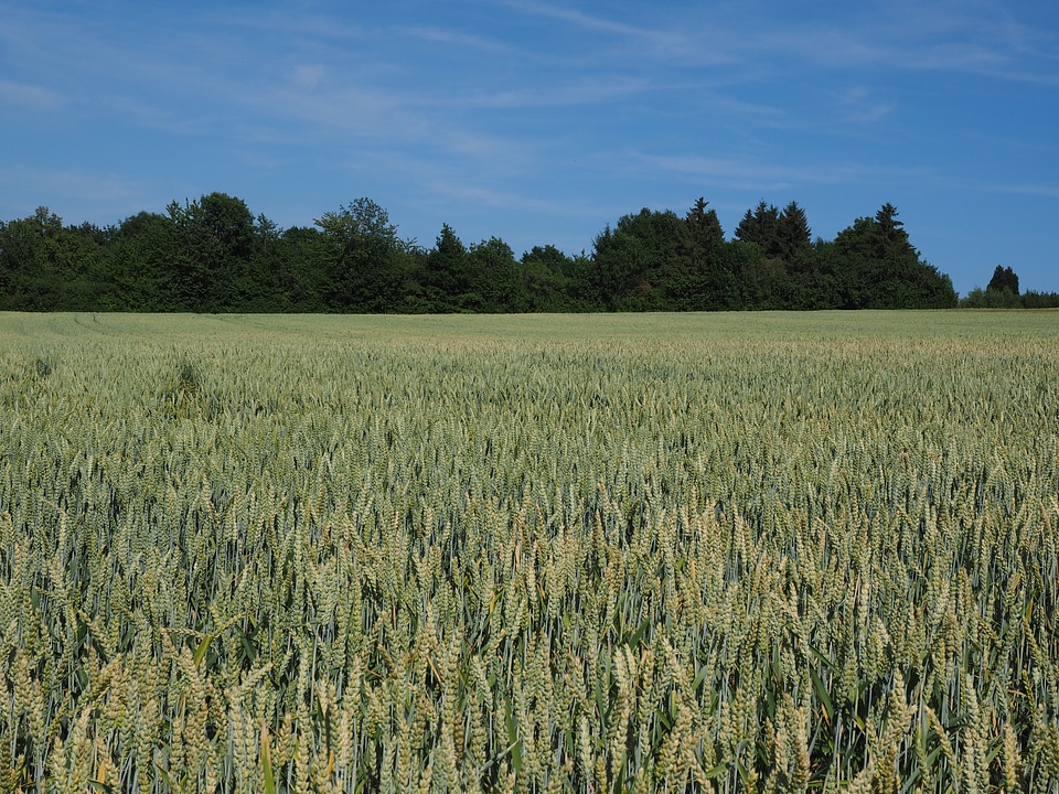 Ear grain cornfield