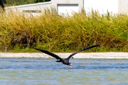 A great frigatebird (Fregata minor) flies low over Catchment for a quick drink