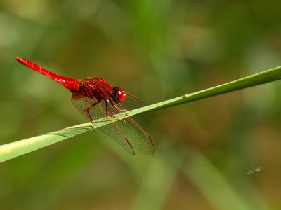 LIBÉLULA Y MOSCA