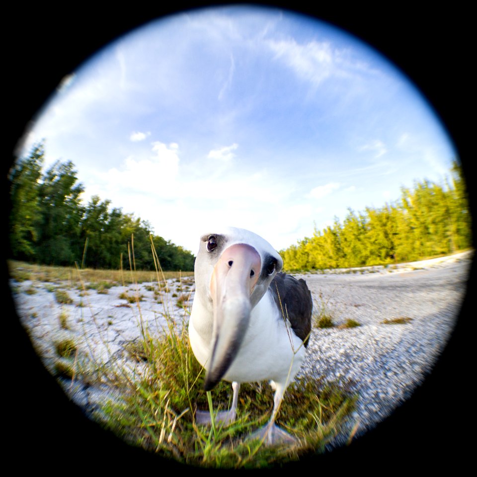 A curious Laysan albatross (Phoebastria immutabilis)