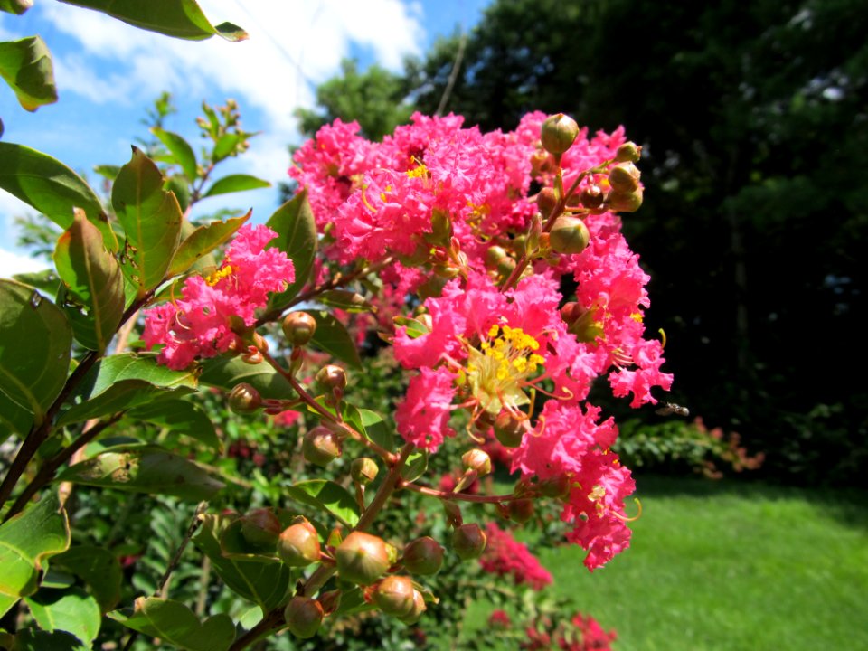 Beautiful Flowers
