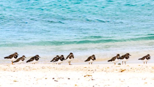 A group of ruddy turnstones (Arenaria interpres) on the beach photo