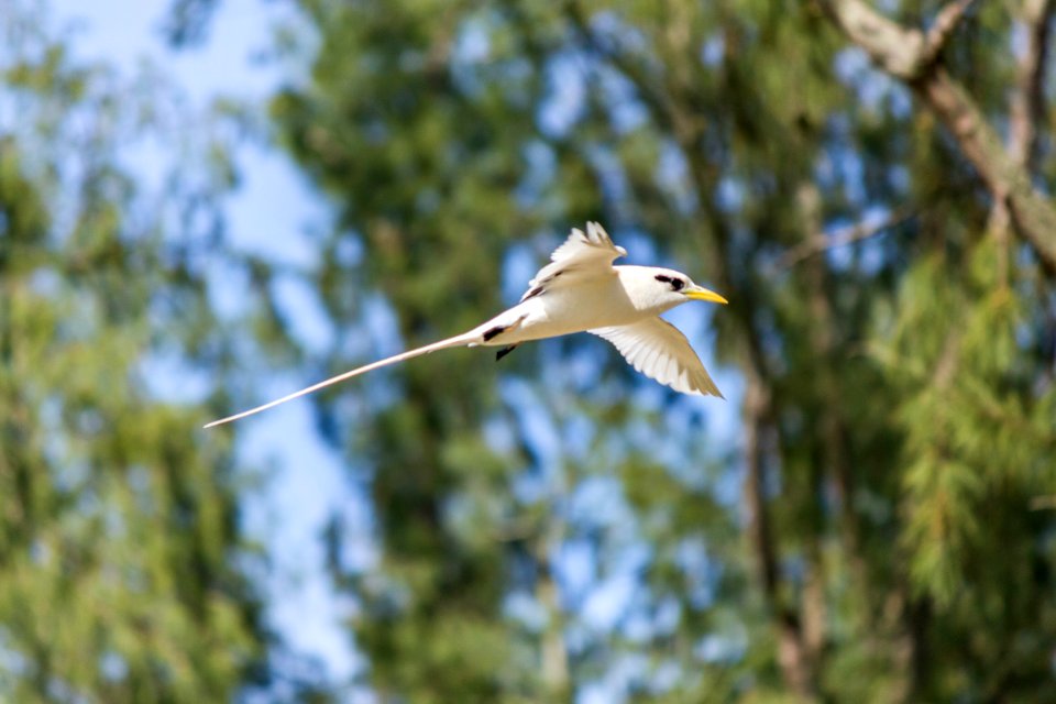 A white-tailed tropicbird (Phaethon lepturus) flying around the old orchard