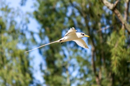 A white-tailed tropicbird (Phaethon lepturus) flying around the old orchard