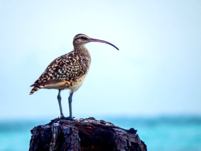 A bristle-thighed curlew (Numenius tahitiensis) photo