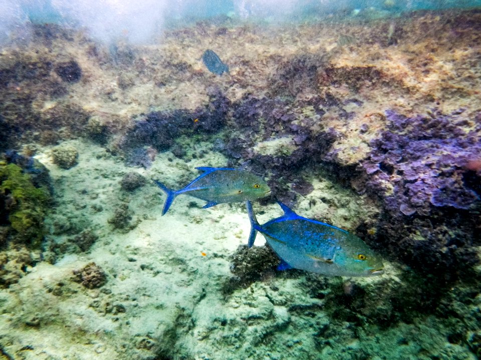 Two Ulua, or giant trevally (Caranx ignobilis) swim through Midway's fringing reef