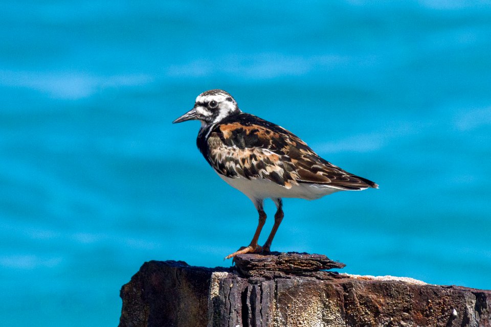 A ruddy turnstone (Arenaria interpres) perches on a seawall