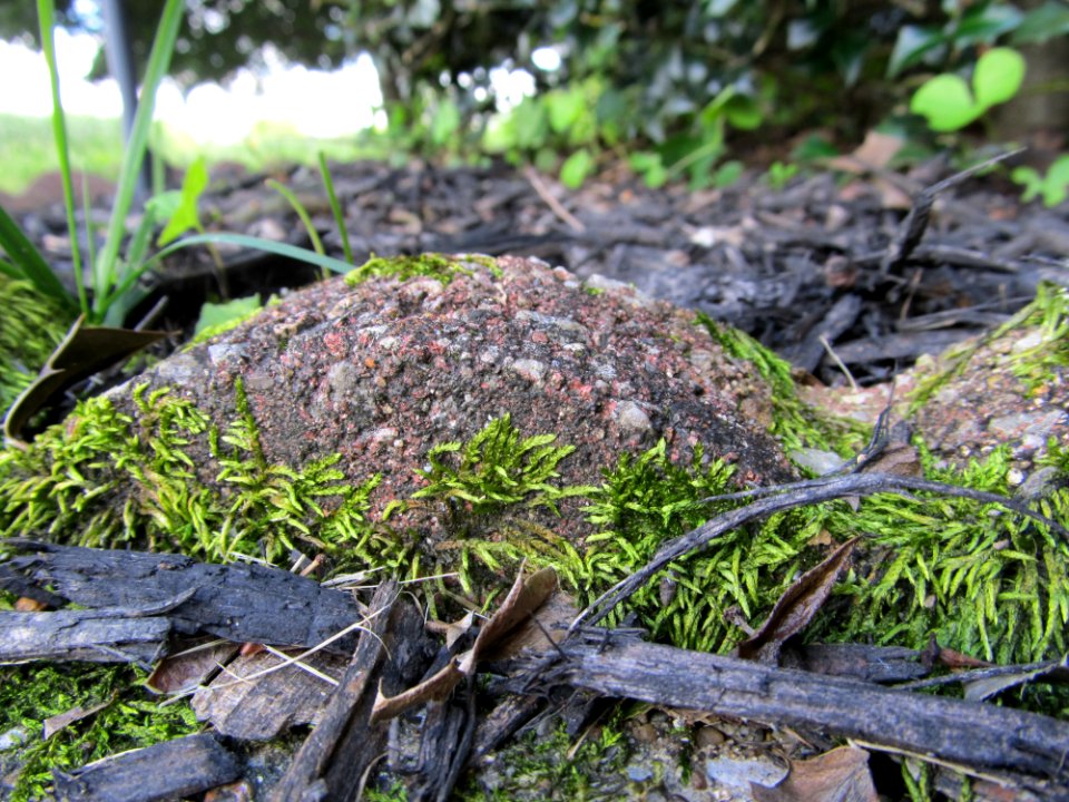 Green Moss Next to the Sidewalk