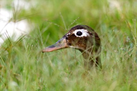 An adult female Laysan duck (Anas laysanensis) peers through tall grass