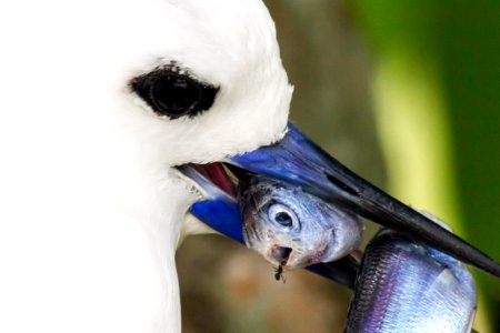 A white tern (Gygis alba) parent waits so long for its fledging chick to return for a meal that an ant climbs into the mouth of one of the fish it's holding