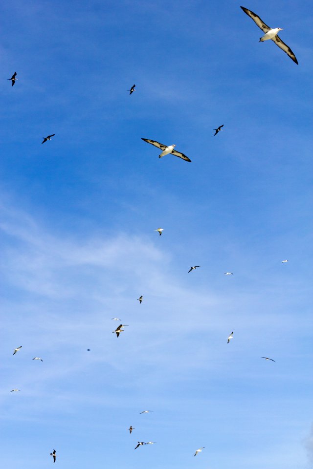 The sky over Eastern Island is full of birds