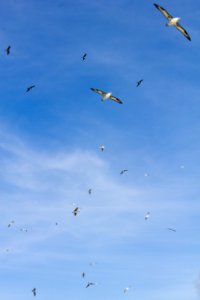 The sky over Eastern Island is full of birds