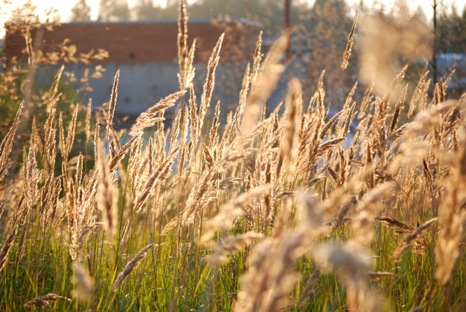 Hay meadow