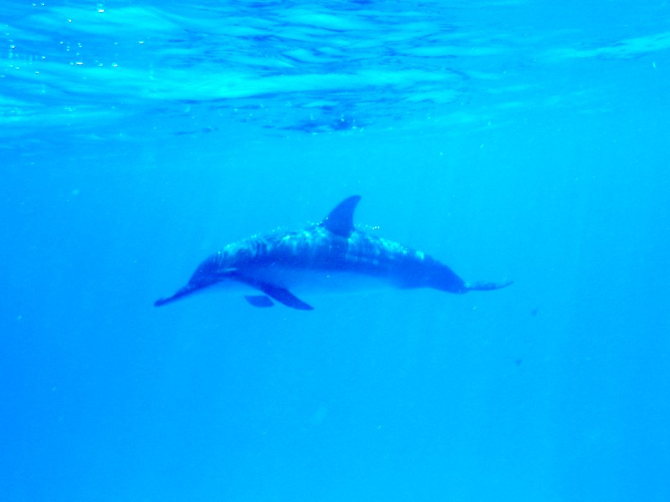 A spinner dolphin (Stenella longirostris) swims in Midway's lagoon