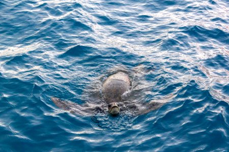 A green sea turtle (Chelonia mydas) swims near the Cargo Pier