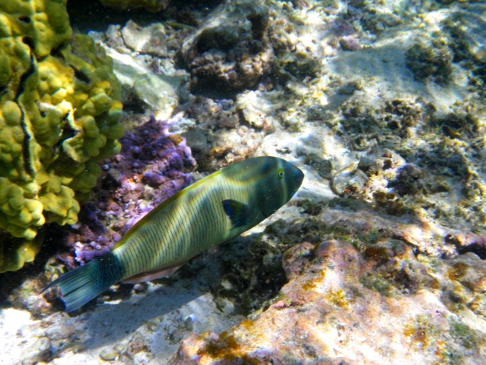 Fish swimming through Midway's fringing reef