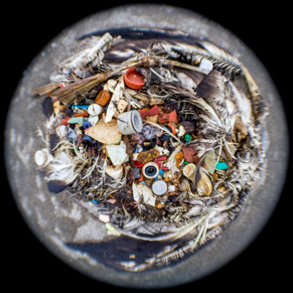 An albatross carcass bursts with plastic
