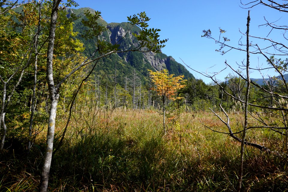 Trees in kamikochi