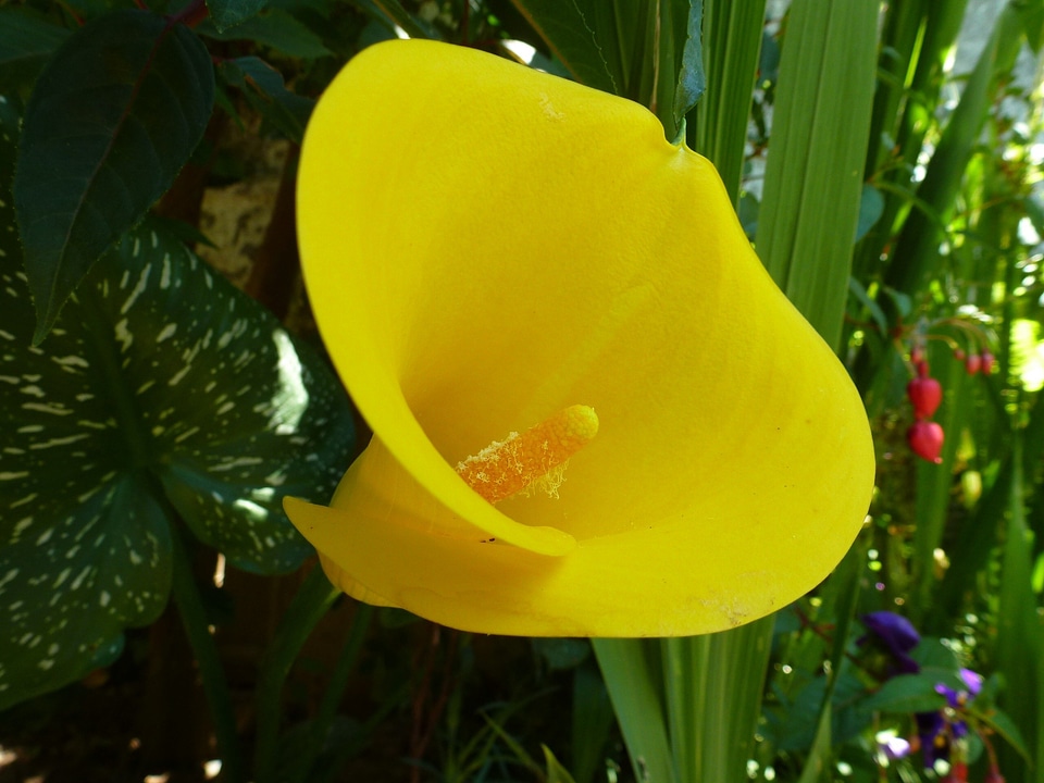 Natural blossom bloom
