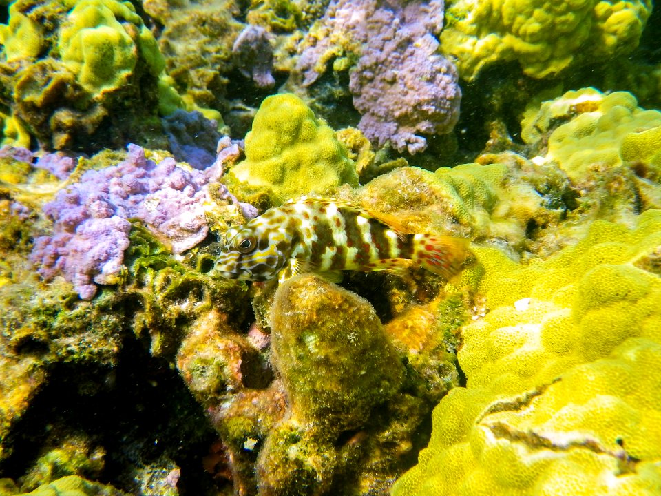 Fish swimming through Midway's fringing reef