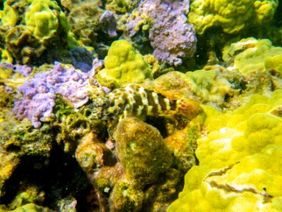 Fish swimming through Midway's fringing reef photo