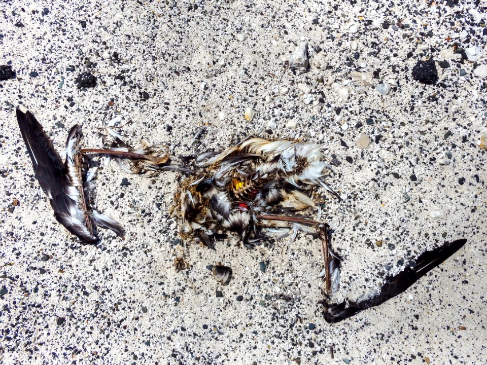 Plastic inside the carcass of a deceased albatross