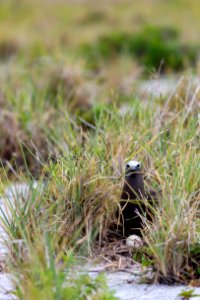 A brown noddy (Anous stolidus) sits on its nest photo