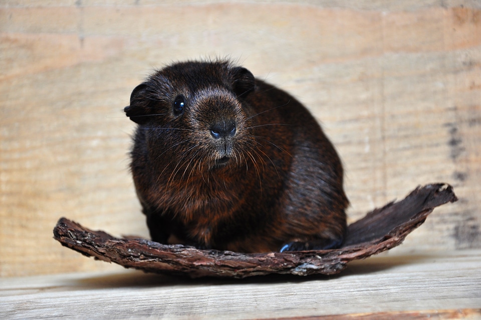 Young animal animal rodent