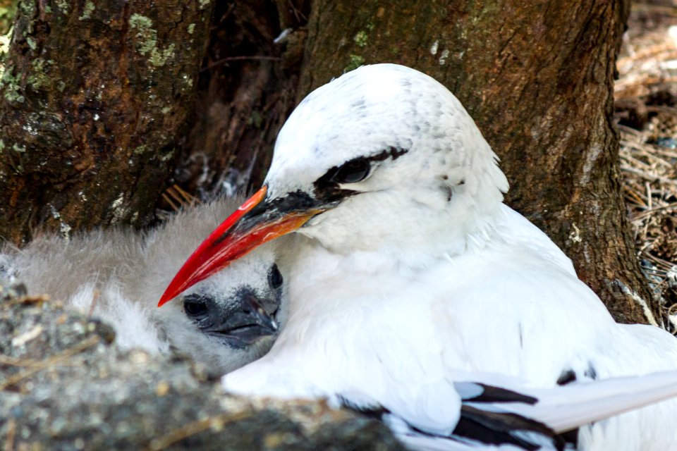 A red-tailed tropicbird (Phaethon rubricauda) parent with its chick
