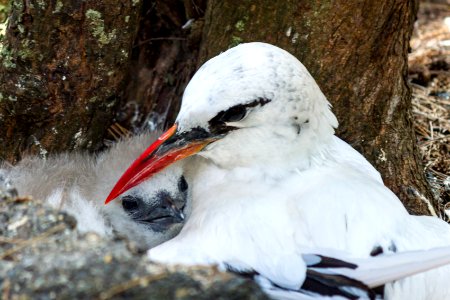 A red-tailed tropicbird (Phaethon rubricauda) parent with its chick