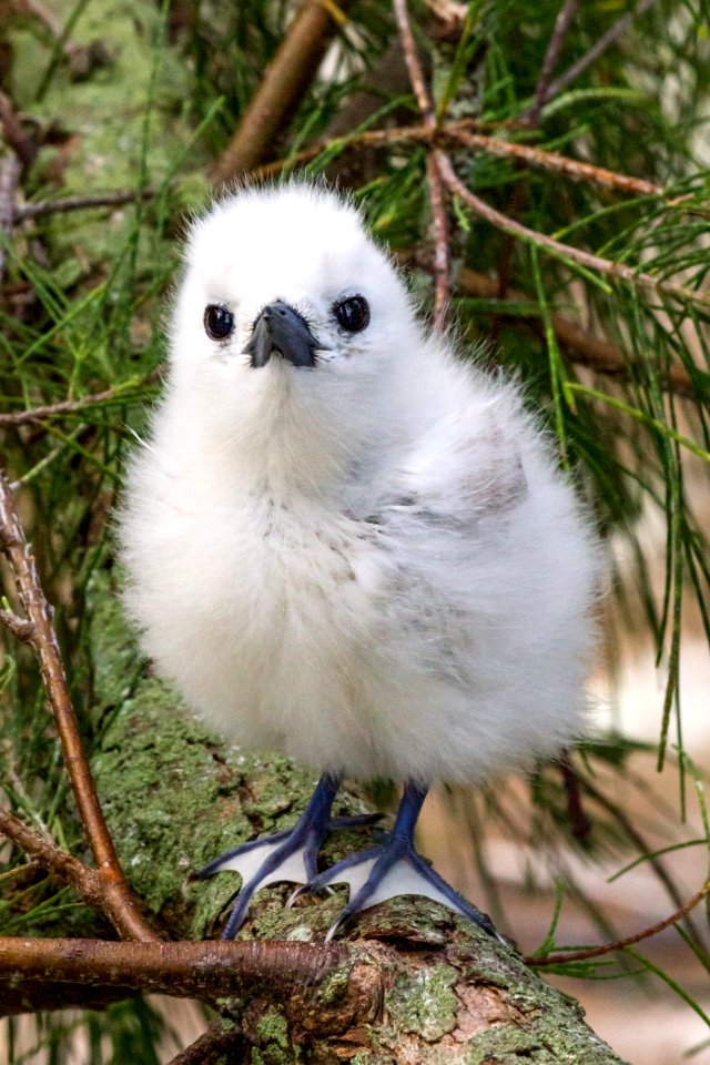 Look at the feet on this white tern (Gygis alba) chick!