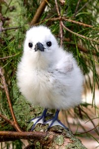 Look at the feet on this white tern (Gygis alba) chick!