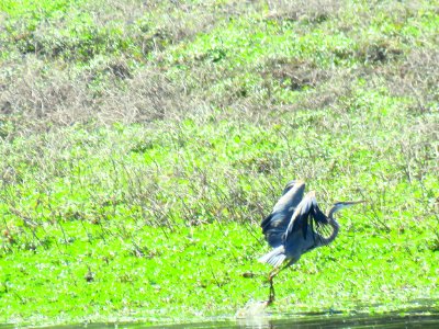 Blue Heron taking off.