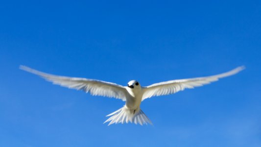 A white tern (Gygis alba) checks me out