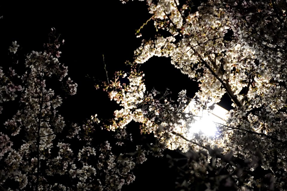 Cherry blossoms at night (Yozakura, 夜桜)