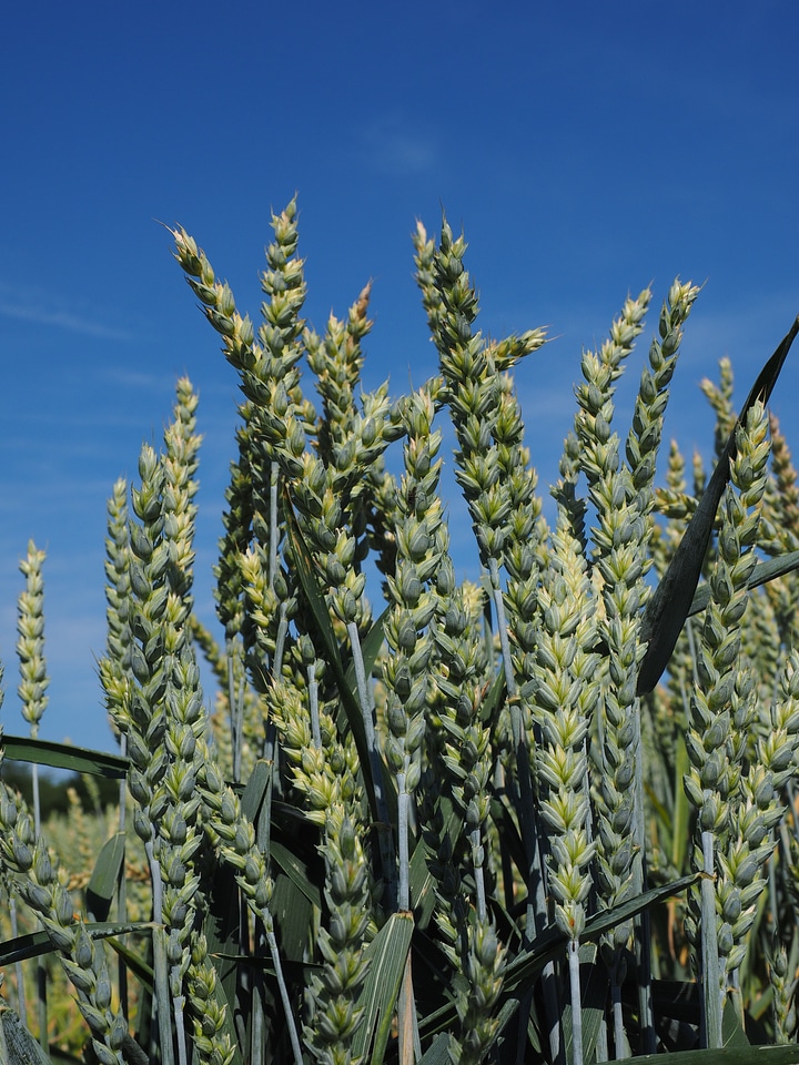 Ear grain cornfield