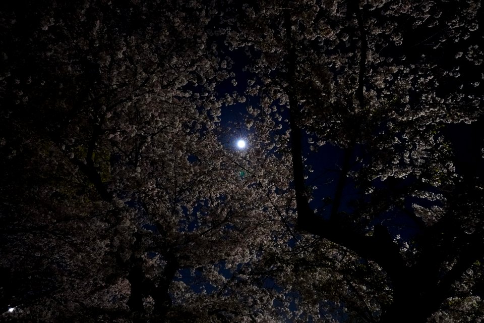 Cherry blossoms at night (Yozakura, 夜桜)