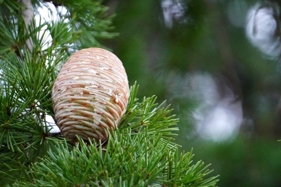 A young pinecone