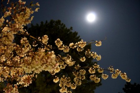 Cherry blossoms at night (Yozakura, 夜桜)